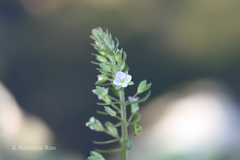 Veronica anagallis-aquatica